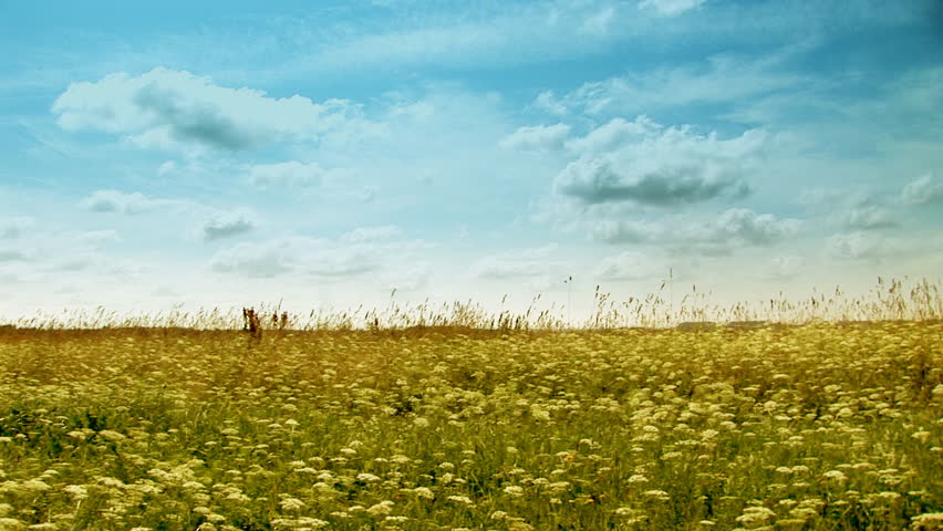 Grassy Field On Sunny And Windy Day Panoramic Stock Footage Video ...