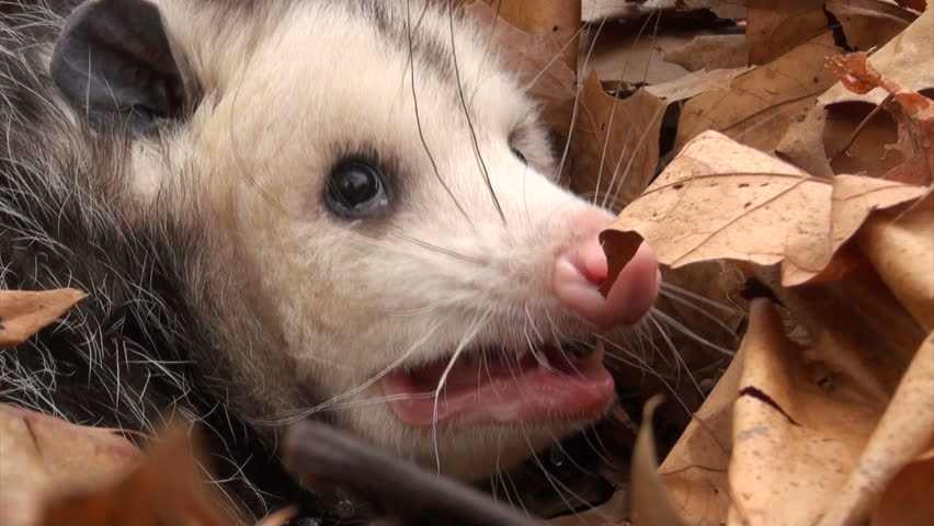 Large Virginia Opossum With Its Mouth Open And Hissing While Bedded In ...