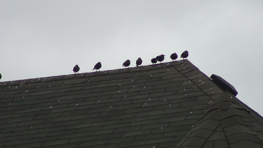 Birds Sitting, Flying Away Off Roof Stock Footage Video 31116 ...