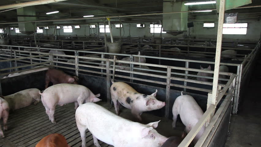 Veterinarian Doctor Examining Pigs At A Pig Farm. Stock Footage Video ...