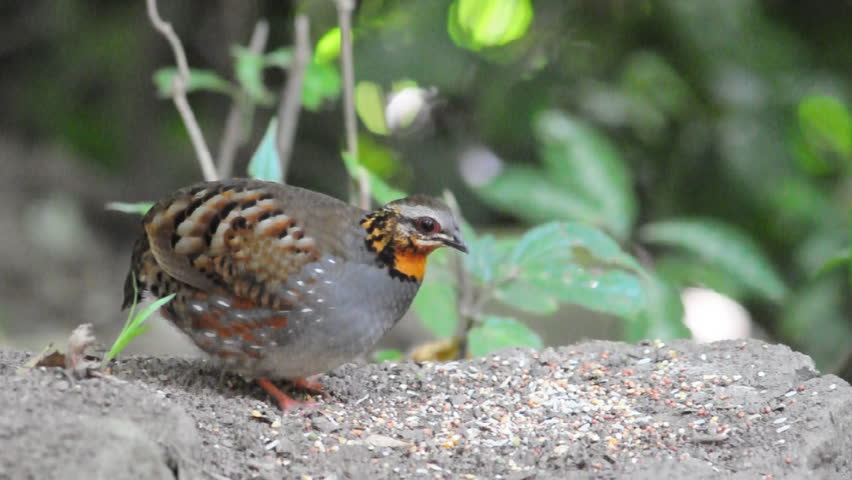 Rufous-throated Partridge (Arborophila Rufogularis), Bird Eating Food ...