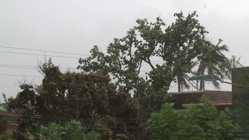 Trees Thrash In Hurricane Winds - Full HD 1920x1080 30p Shot On Sony ...