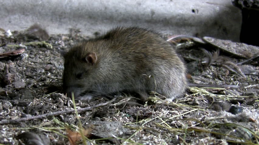 Rat Is Feeding In Its Natural Habitat, Filthy Farm Ground Stock Footage ...