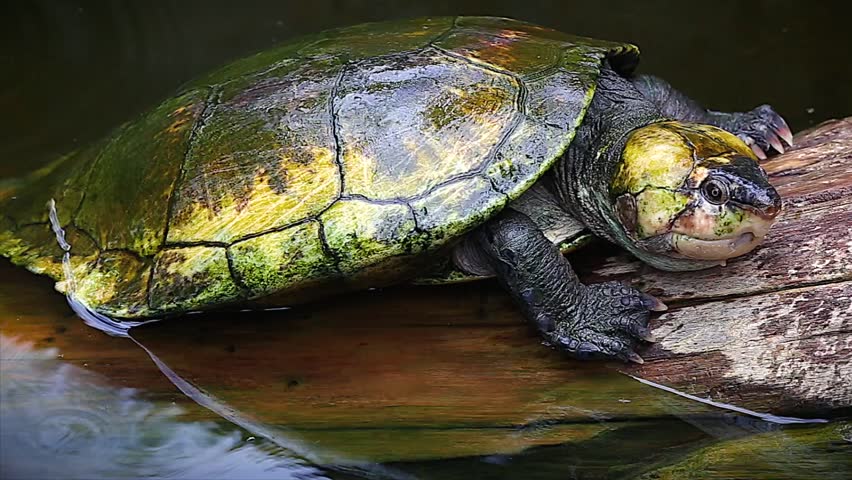 Critically ENDANGERED Madagascan Big-headed Turtle (Erymnochelys ...