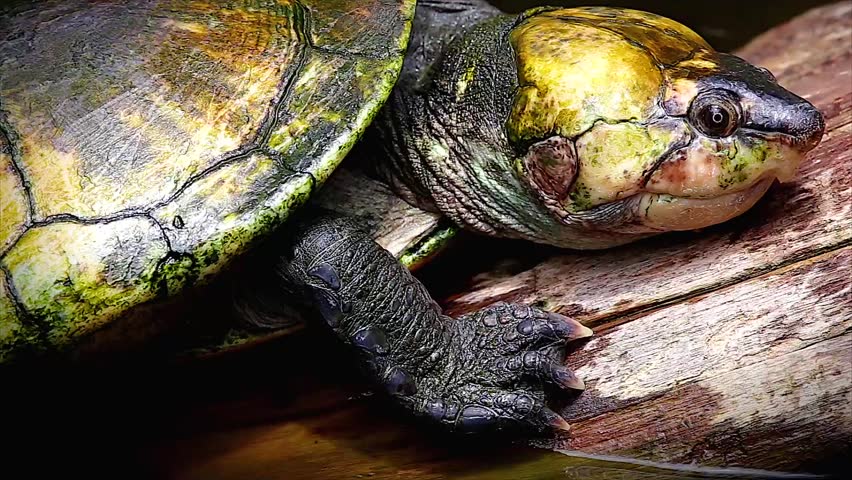Critically ENDANGERED Madagascan Big-headed Turtle (Erymnochelys ...