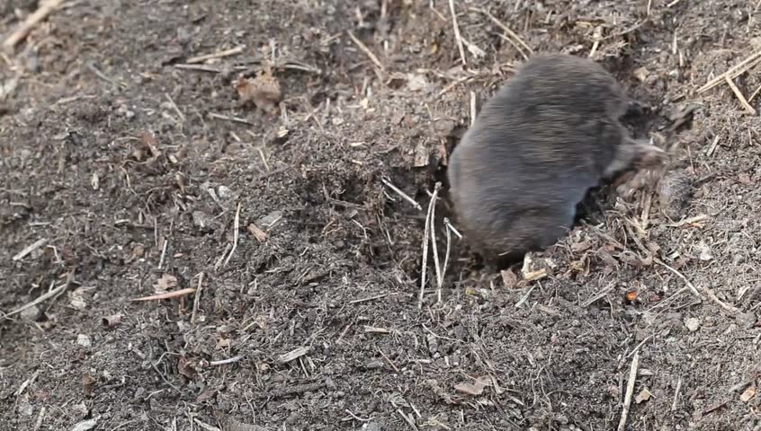 Young Mole Coming Out From Ground Stock Footage Video 3444194 ...