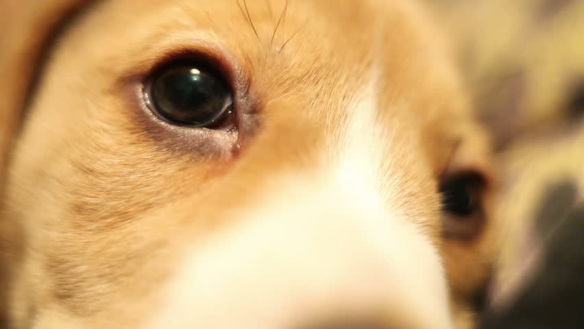 Little Beagle Puppy Pitiful Eyes Macro Shot Stock Footage Video 3650534 ...