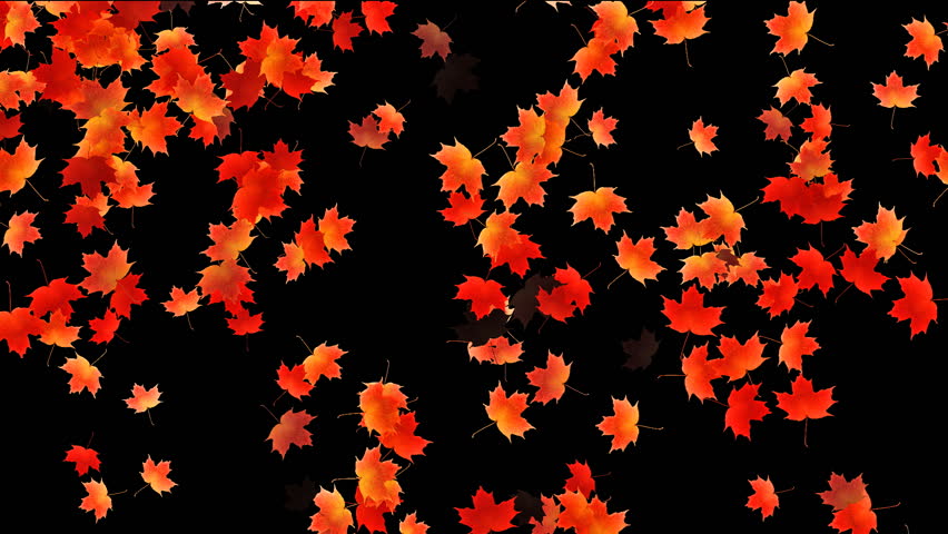 Red Maple Leaves Falling From The Trees In Autumn/fall Morning, Stock ...