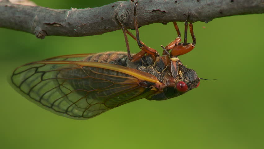 Adult 17-year Periodical Cicadas (Magicicada Septendecim) Cling To ...