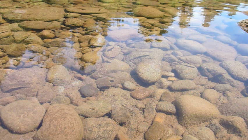 A School Of Minnows Swimming In Shallow River Bed, Time Lapse. Stock ...