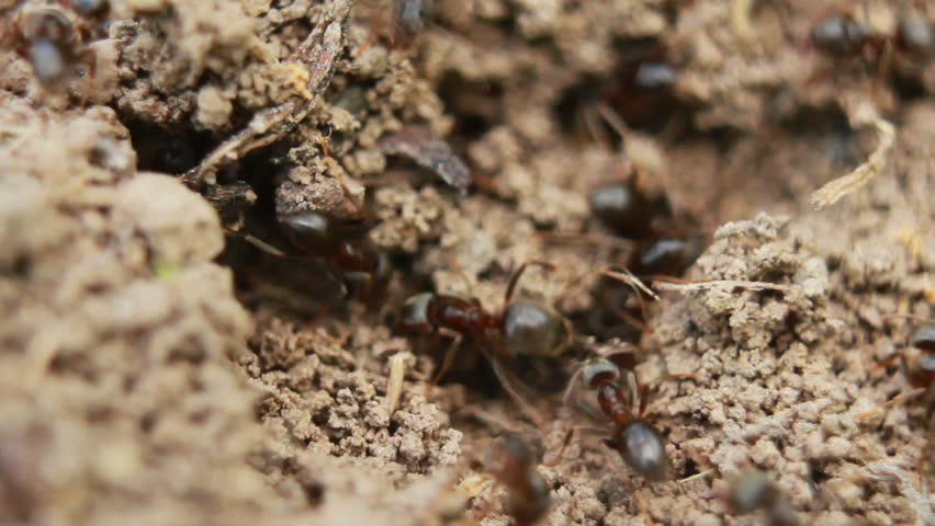 Ant Hill Stock Footage Video 918565 - Shutterstock