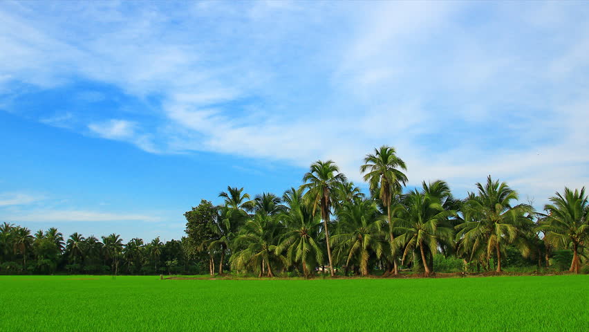 Rice Field And Coconut Tree, Time Lapse Zoom Out Stock Footage Video ...