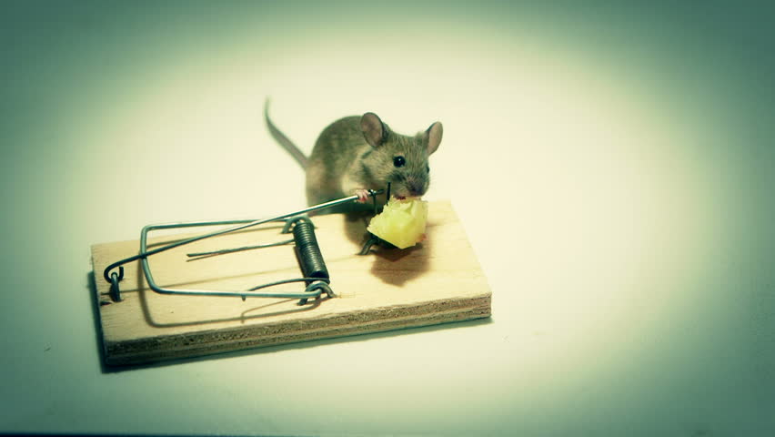 Careless Mouse Eating Cheese In A Mouse Trap. Canon C100, 60i Stock ...