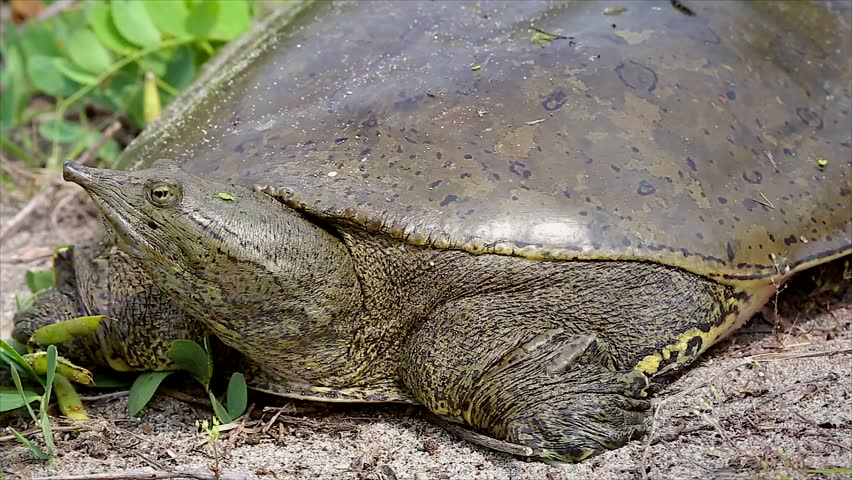 A Female Eastern Spiny Softshell Turtle (Apalone Spinifera) In Ontario ...