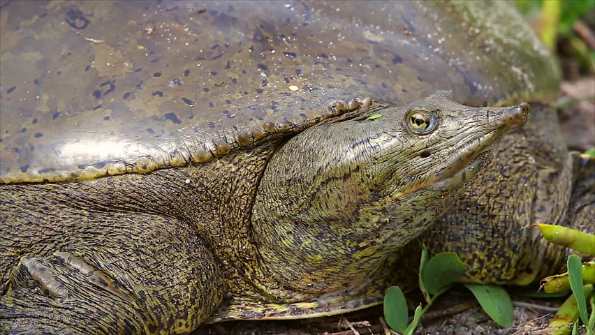 A Female Eastern Spiny Softshell Turtle (Apalone Spinifera) In Ontario ...