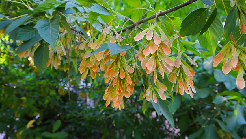 Minnesota Maple Seeds Stock Footage Video 4679363 - Shutterstock