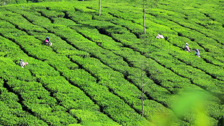 Tea Harvest On A Large Plantation In The Countryside In Munnar, Kerala ...