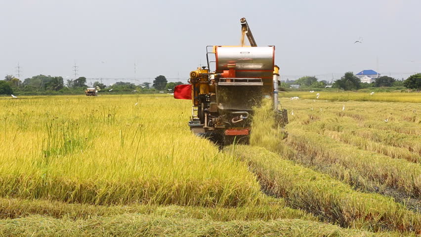 Ripe Rice Harvested By Tractor Stock Footage Video 5080571 - Shutterstock