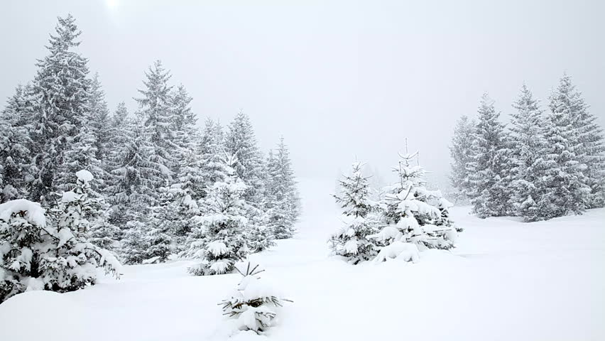 Snow Covered Fir Trees In Mountains Stock Footage Video 4835642 ...