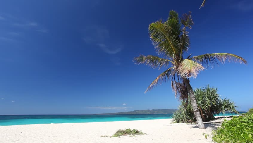 Palm On Caribbean Beach Stock Footage Video 4995620 - Shutterstock