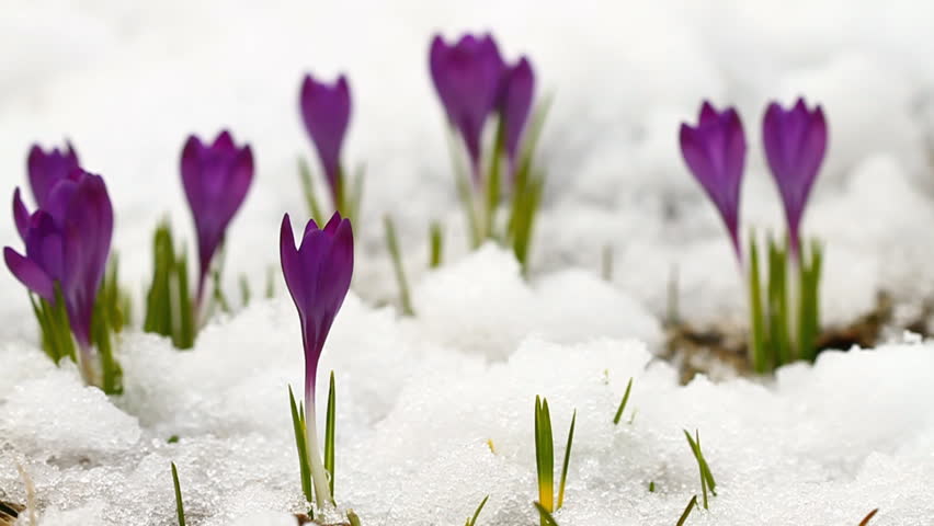 Beautiful Spring Crocuses In The Snow Stock Footage Video 5131073 ...