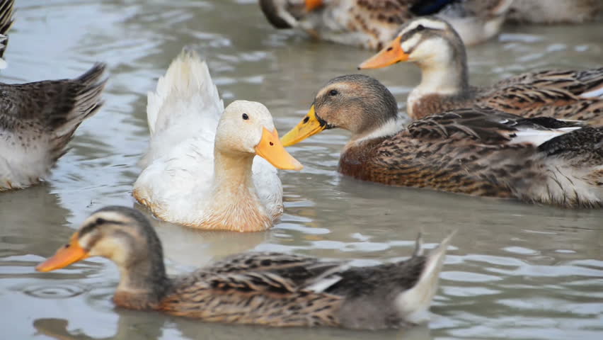 Ducks Waddle In The Pond Together/Pond Ducks/ Ducks Resting In A Pond ...