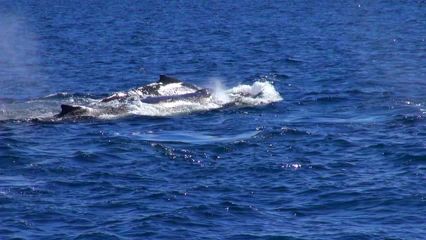 Large Feeding Pod Of Humpback Whales (Megaptera Novaeangliae) Stock ...