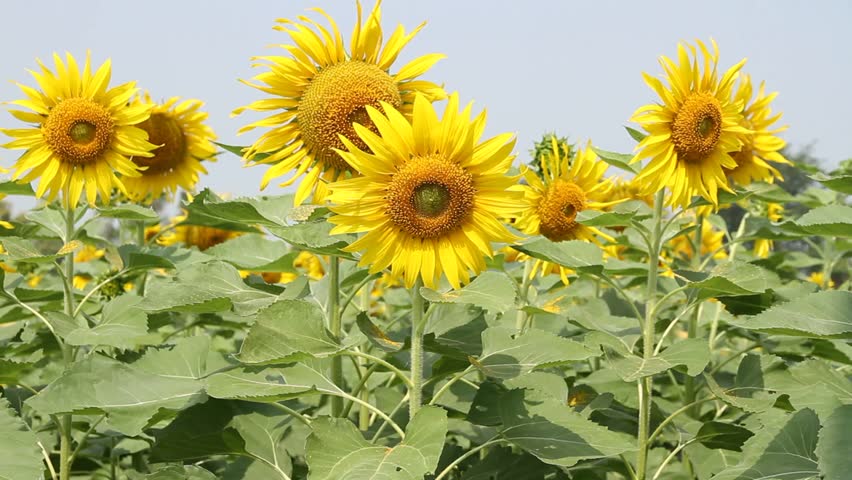 Sunflowers In The Wind Stock Footage Video 5238242 - Shutterstock