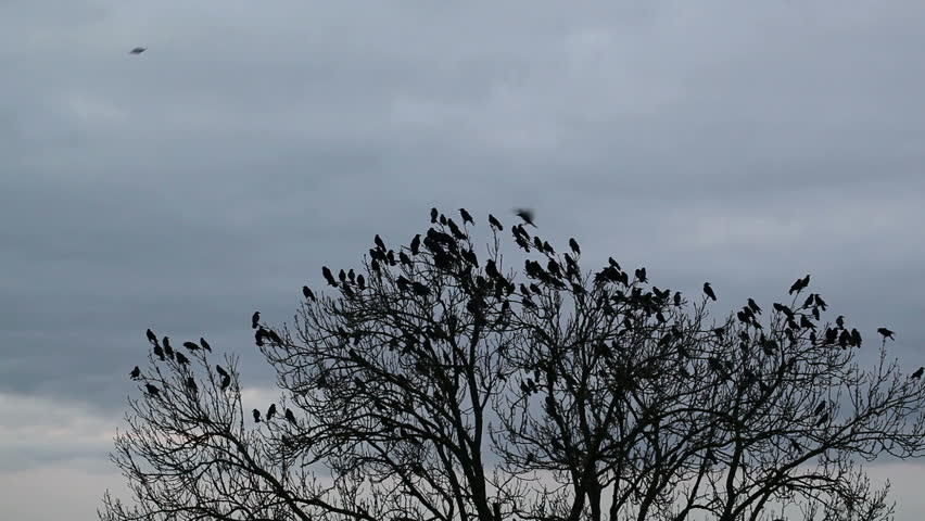 A Flock Of Crows Circling In The Sky Stock Footage Video 5491823 ...