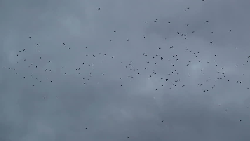 A Flock Of Crows Circling In The Sky Stock Footage Video 5491823 ...