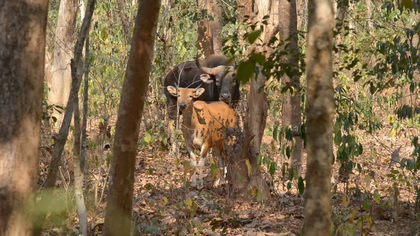 Gaur Jumping To Banteng In Forest At Non - Hunting Area,Chiangmai ...