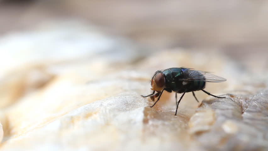 Flies Are Swarming Dried Fish Stock Footage Video 5162414 - Shutterstock