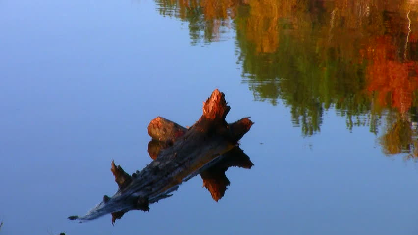 Log Floating In The Water On A Calm Lake In Northern Ontario 1080p ...