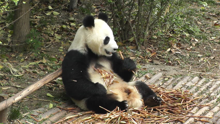 Giant Panda Ailuropoda Melanoleuca In Chengdu Sichuan China Panda ...