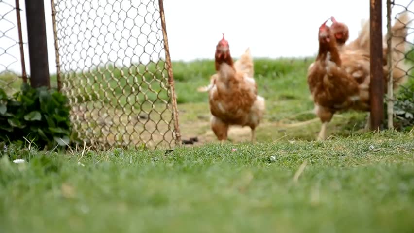 Chicken song Chicken song