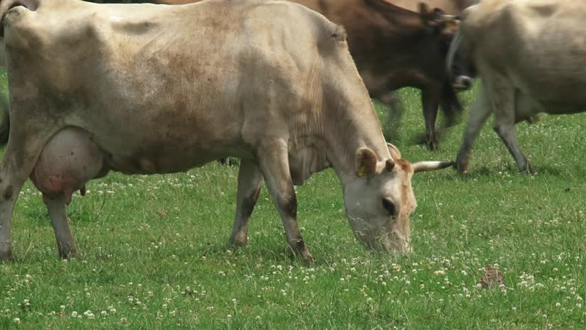 Jersey Dairy Cow Moves In Pasture Full Of Clovers And Starts Grazing ...