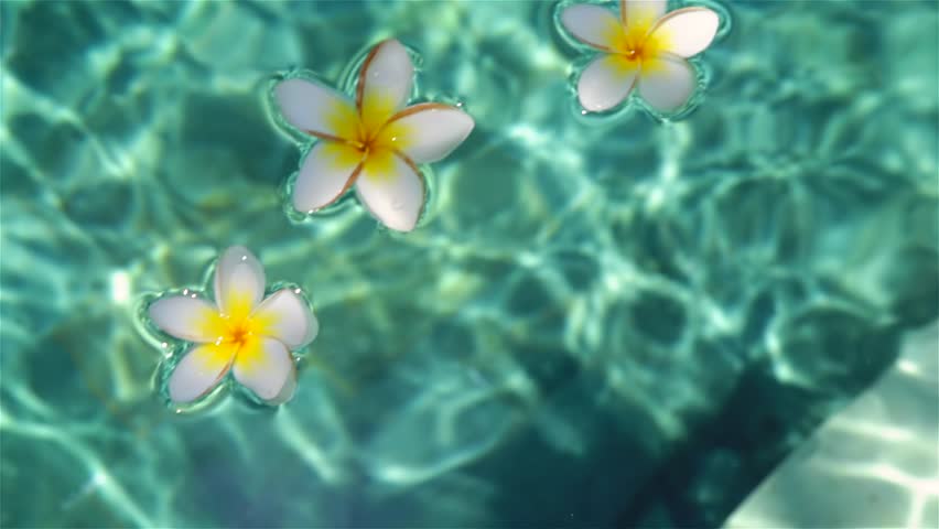 Tropical Flowers Frangipani (plumeria) Floating In The Water. The Spa ...