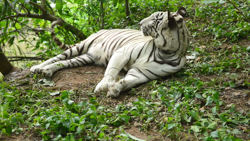 White Bengal Tiger Resting In The Forest Stock Footage Video 7070242 ...