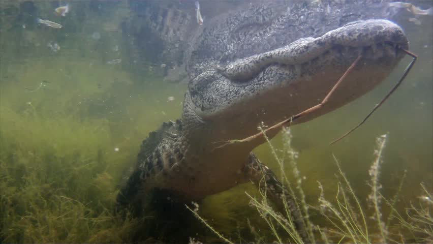 An Alligator Thrashes Underwater And Catches A Fish. Stock Footage ...