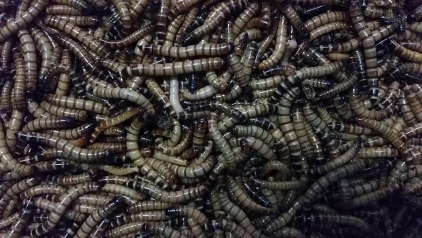 Meal Worms Is The Common Name For The Larvae Of The Beetle Tenebrio ...