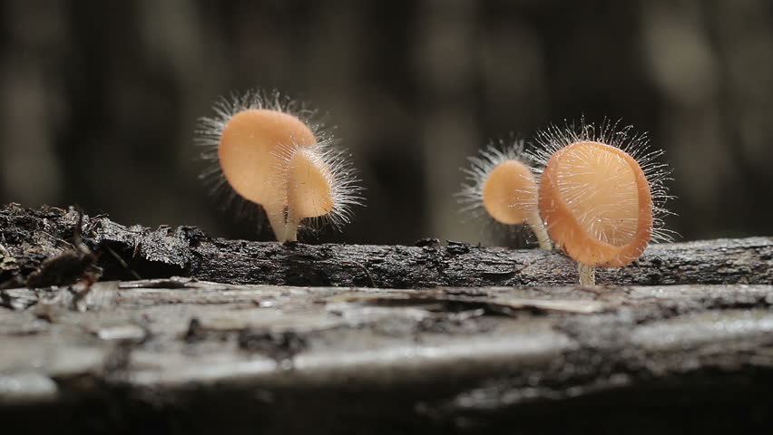 Fungi Cup Mushroom On Raining In Tropical Rain Forest Stock Footage ...