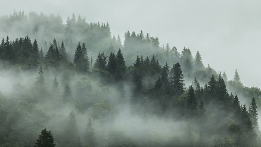 Misty Mountain Forest Fog Blowing Over Mountain With Pine Tree Forest ...