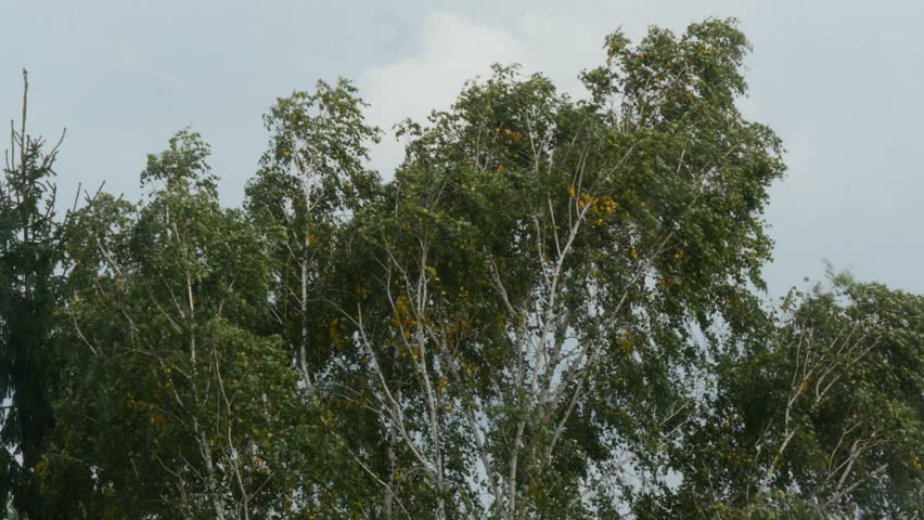 Strong Wind Shakes The Trees Stock Footage Video 7428460 - Shutterstock