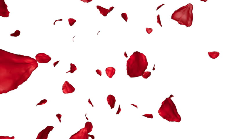 Rose Petals Falling, Against White Stock Footage Video 4564835 ...