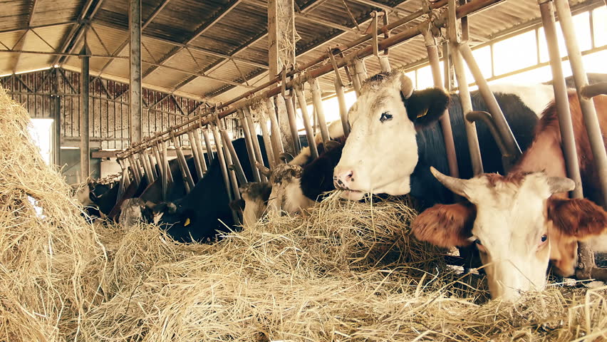 Cows Eating Hay In The Barn: Shed, Cowshed, Cattleshed, Farm, Farmer ...