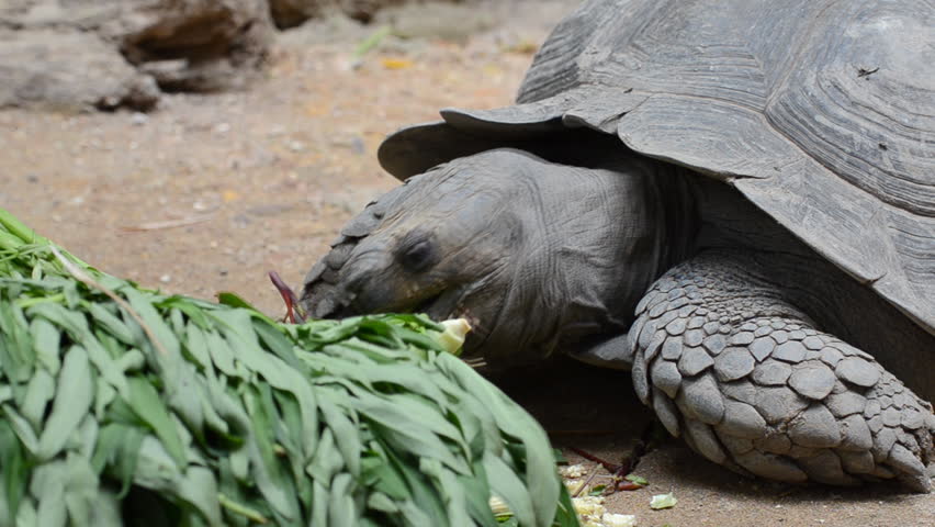 Turtle Eating Vegetable Stock Footage Video 7712431 - Shutterstock