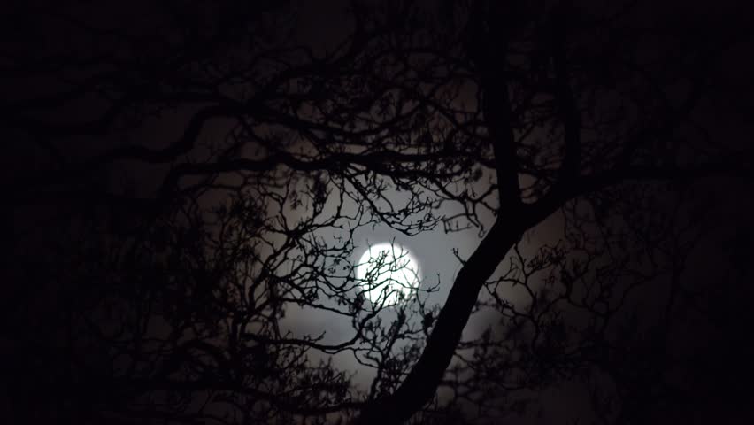 Full Moon With Night Clouds And Large Wicked Tree Time Lapse. Stock ...