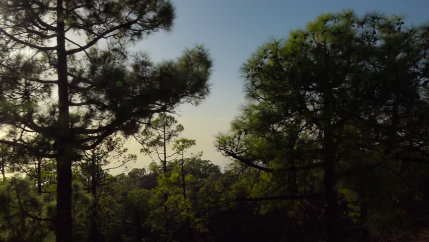 POV. Nature Landscape, Walking In Mountain Pine Woods, Tenerife ...