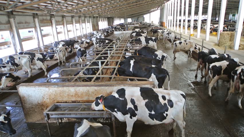 Large Group Of Dairy Farm Cows Eating Silage In Big, Modern Stalls ...