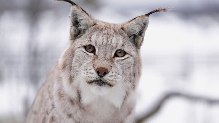 Lynx In Winter Scenery. Close Up Of Its Head, Eyes And Ears Stock ...